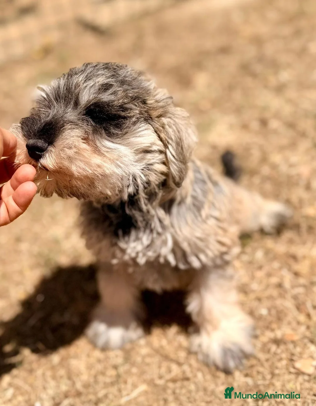 Schnauzer Miniatura perros en venta: SCHNAUZER MINIATURA SAL Y PIMIENTA  - Anuncio 3