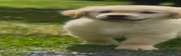 Golden Retriever perros en venta: Golden retriever  - Anuncio 4