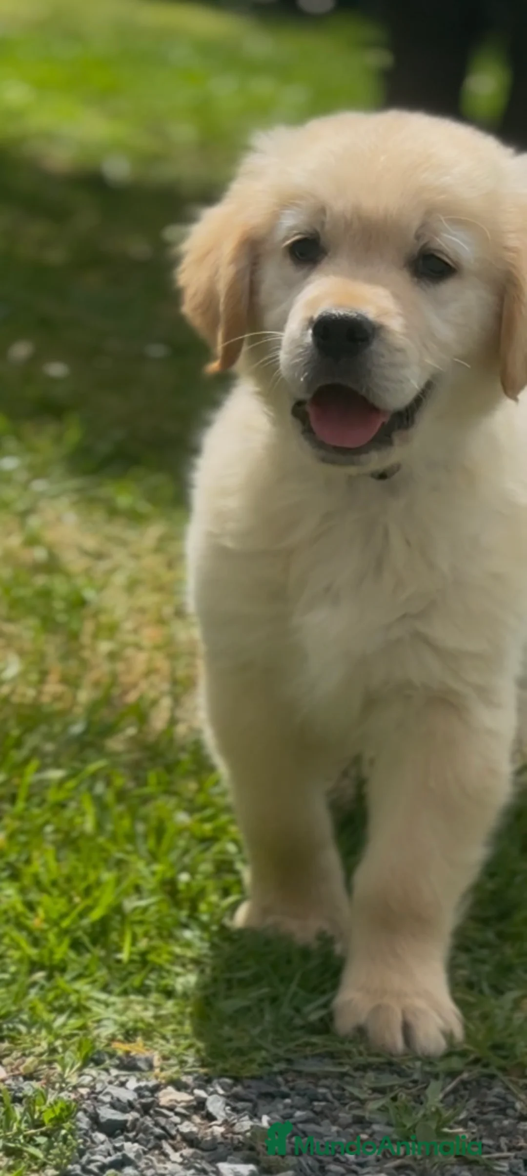 Golden Retriever perros en venta: Golden retriever  - Anuncio 4