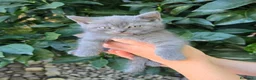 Scottish Fold gatos en venta: Gatcot.com - Anuncio 9