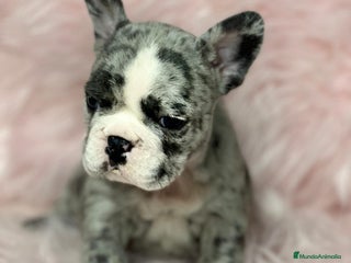 Bulldog Francés perros en Barcelona - Anuncio 4