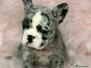 Bulldog Francés perros Bulldog francés merle en Barcelona - Anuncio 5