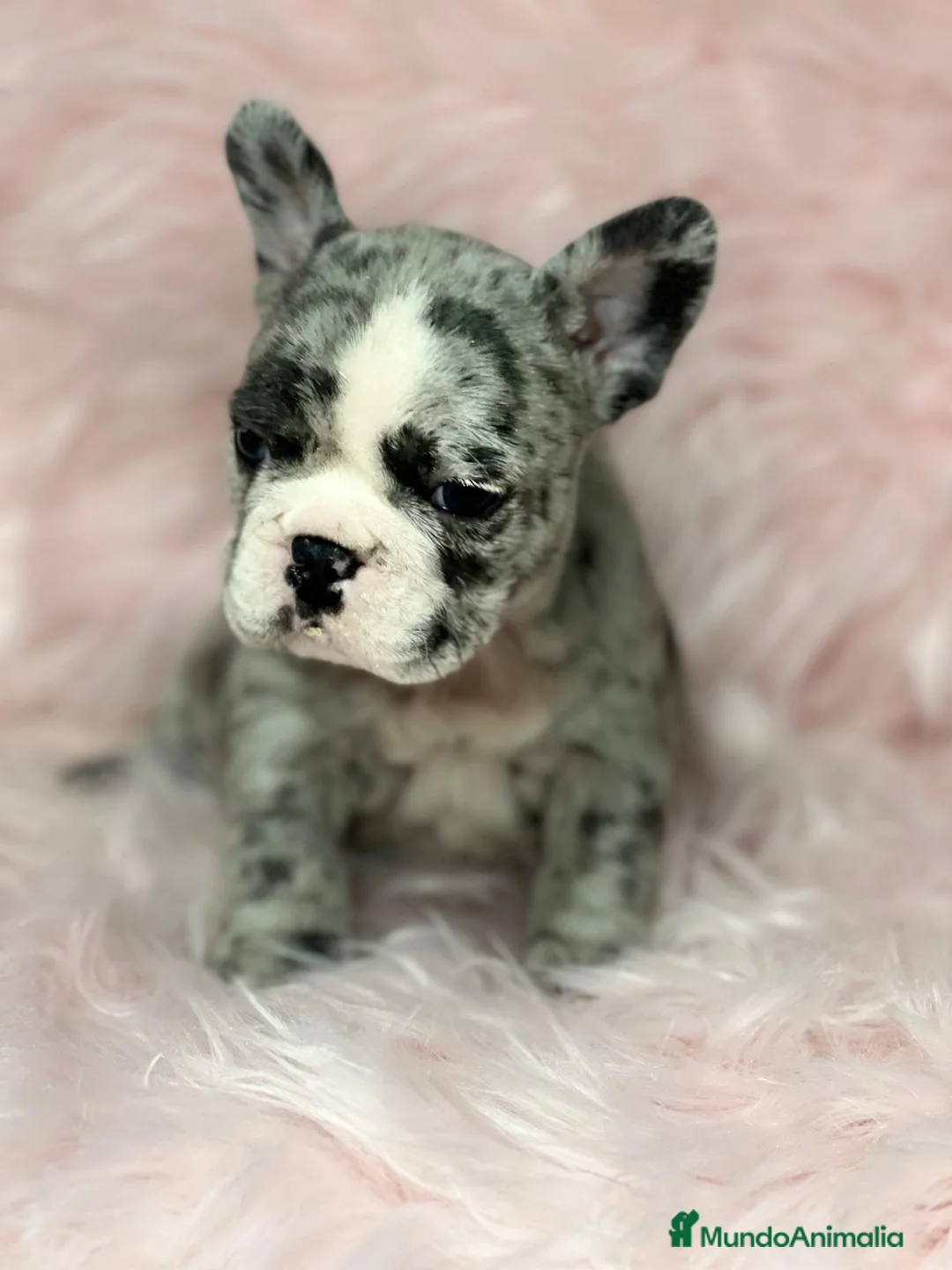 Bulldog Francés perros en venta: Bulldog francés merle en Barcelona - Anuncio 1