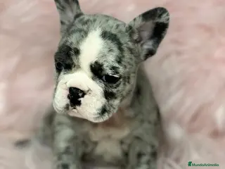 Bulldog Francés perros Bulldog francés merle en Barcelona - Anuncio 13