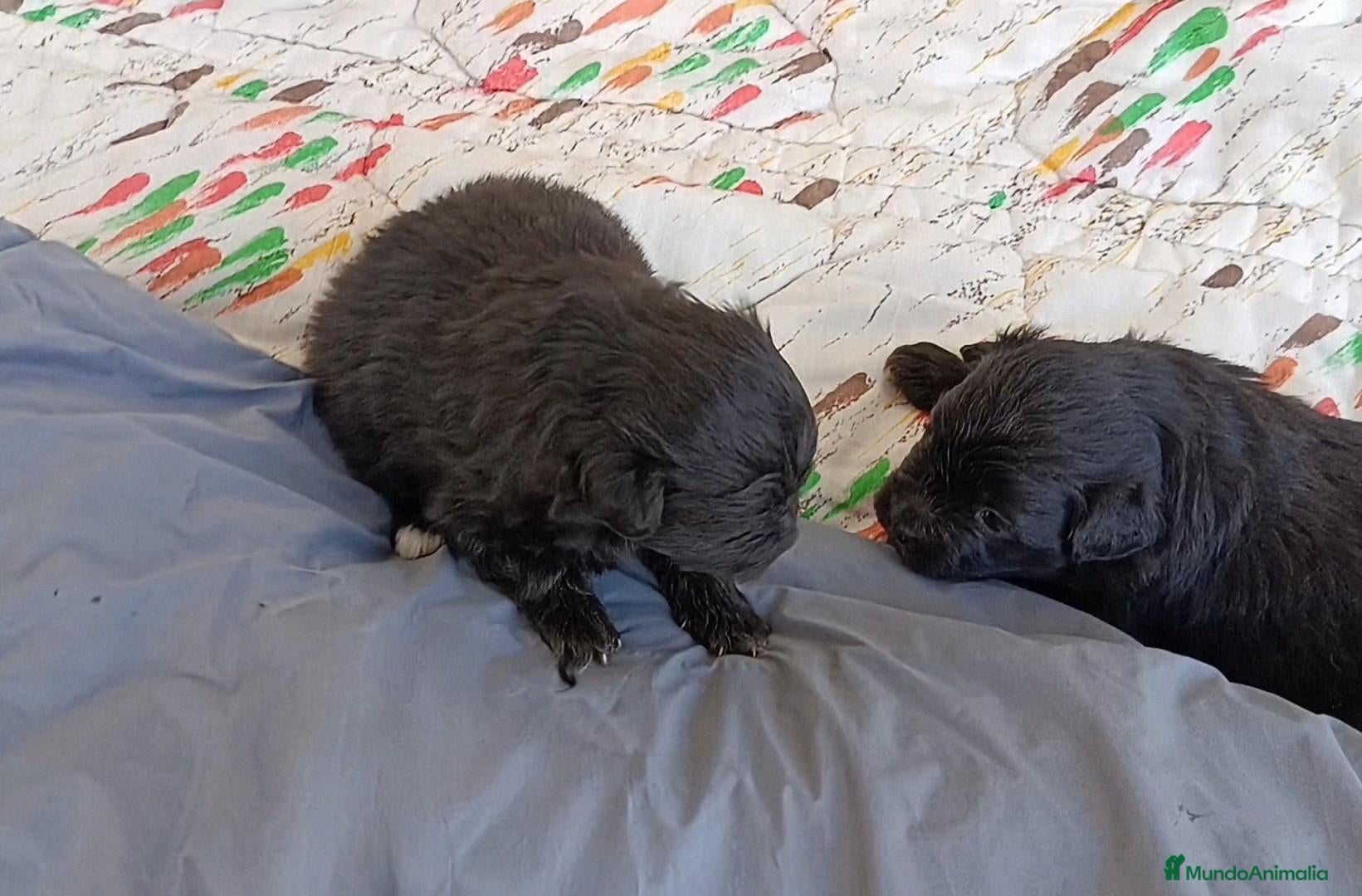 Pomapoo perros POMAPOO HEMBRITAS - Anuncio 1