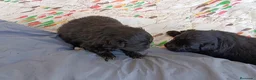 Pomapoo perros en venta: POMAPOO HEMBRITAS - Anuncio 1