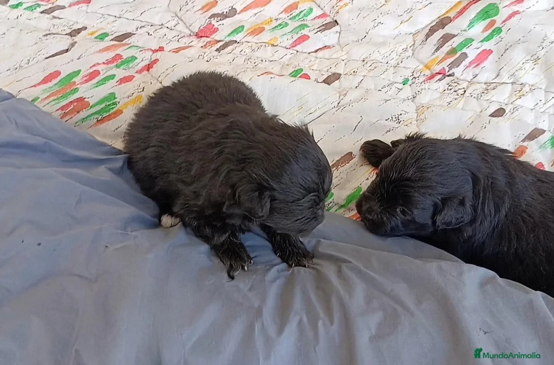 Pomapoo perros en venta: POMAPOO HEMBRITAS - Anuncio 1