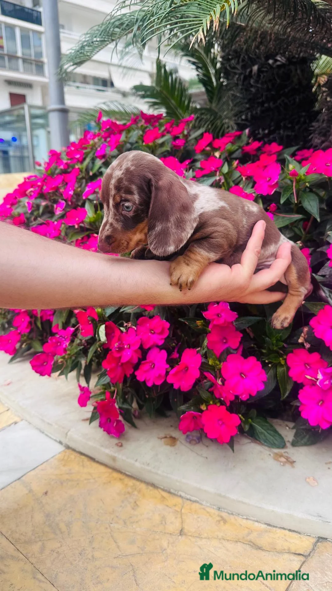 Teckel perros en venta: Teckel kanichen  - Anuncio 1