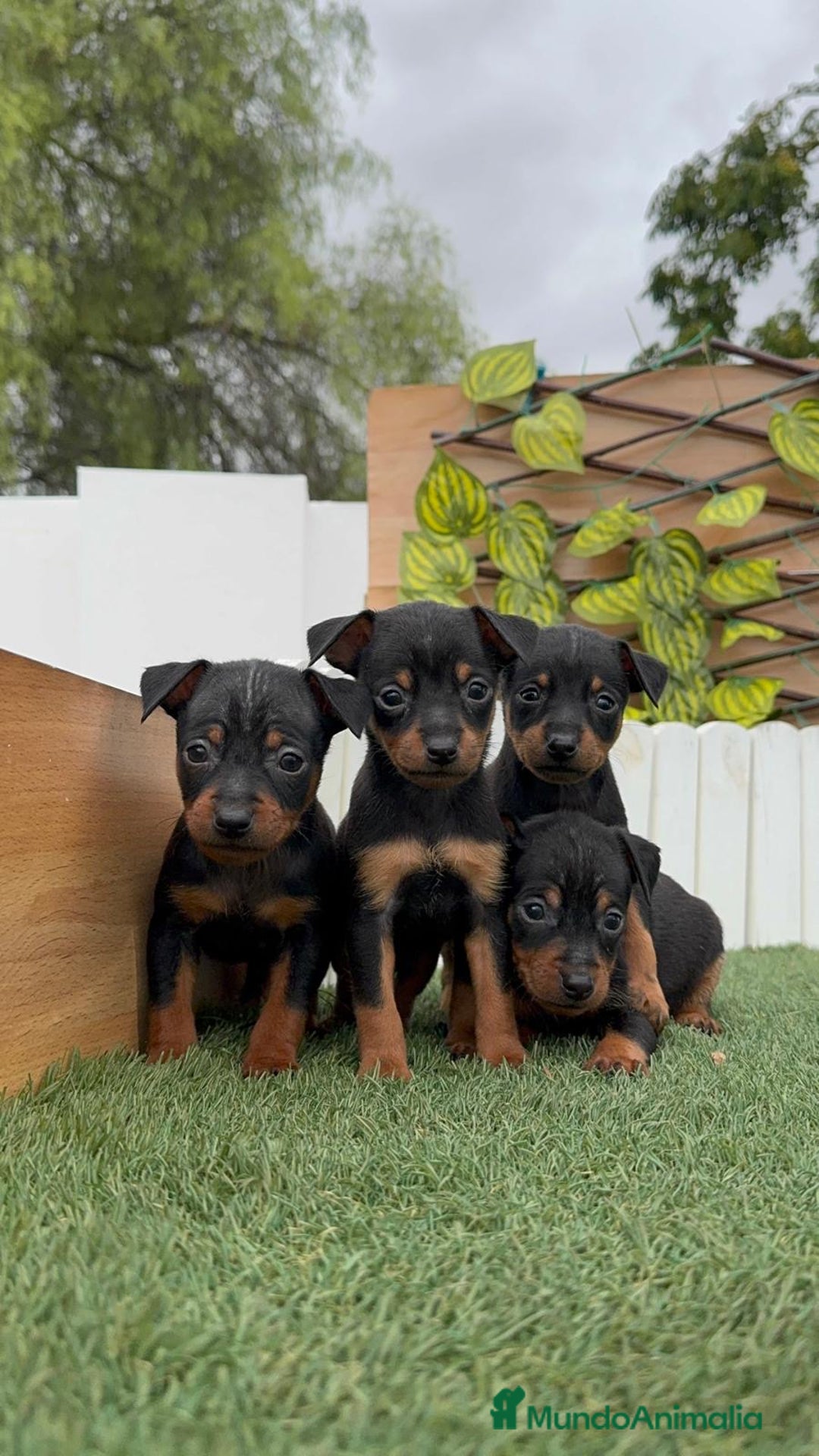 Pinscher Miniatura perros en venta: Pinscher - Imagen 8