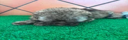 Perro de Agua Español perros en venta: Perro de agua Español  - Anuncio 4