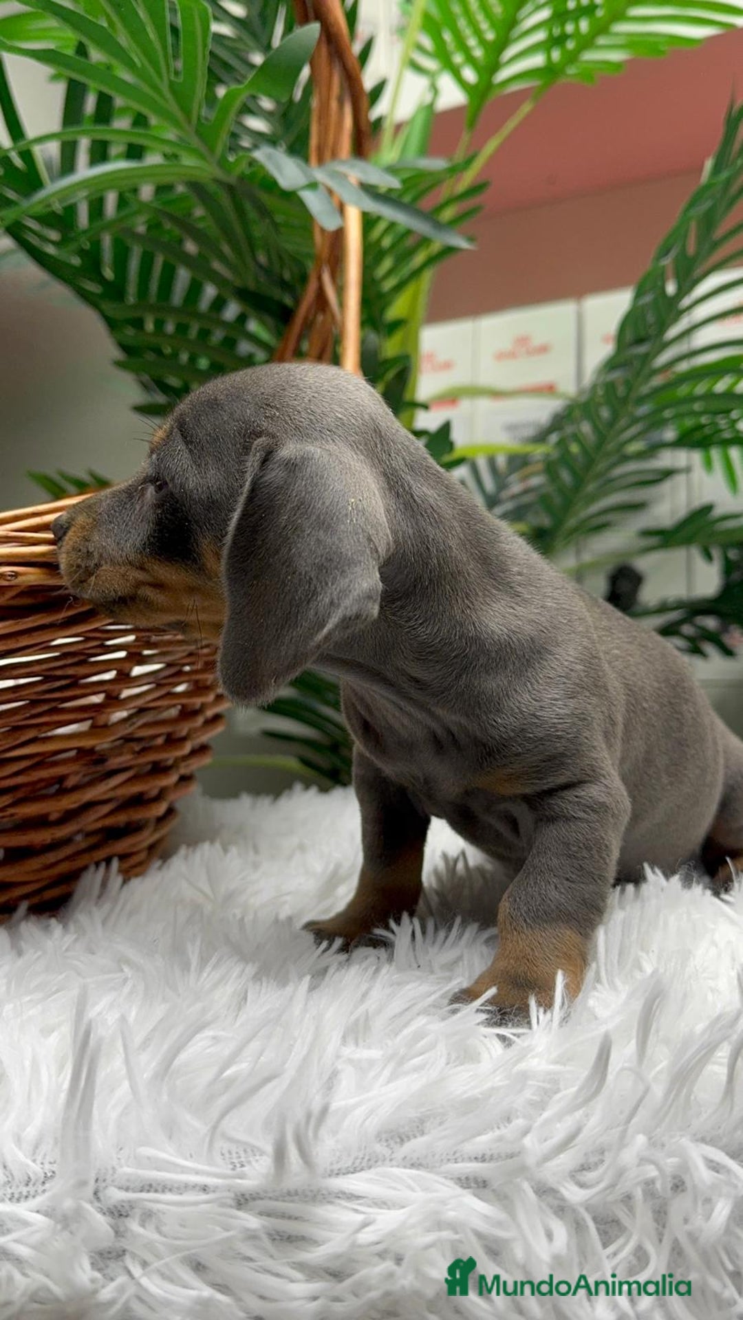 Teckel Miniatura perros en venta: TECKEL MINIATURA BLUE AND TAN - Anuncio 19