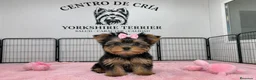 Yorkshire Terrier perros en venta: YORKSHIRE HEMBRA  en Cáceres - Anuncio 1