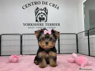 Yorkshire Terrier perros YORKSHIRE HEMBRA - Anuncio 2