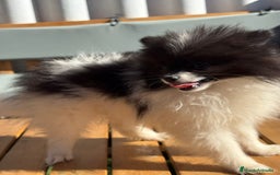 Pomerania perros en venta: Lulu pomerania MICRO  - Imagen 1