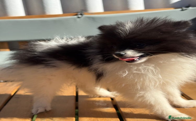 Pomerania perros - Propaganda 4