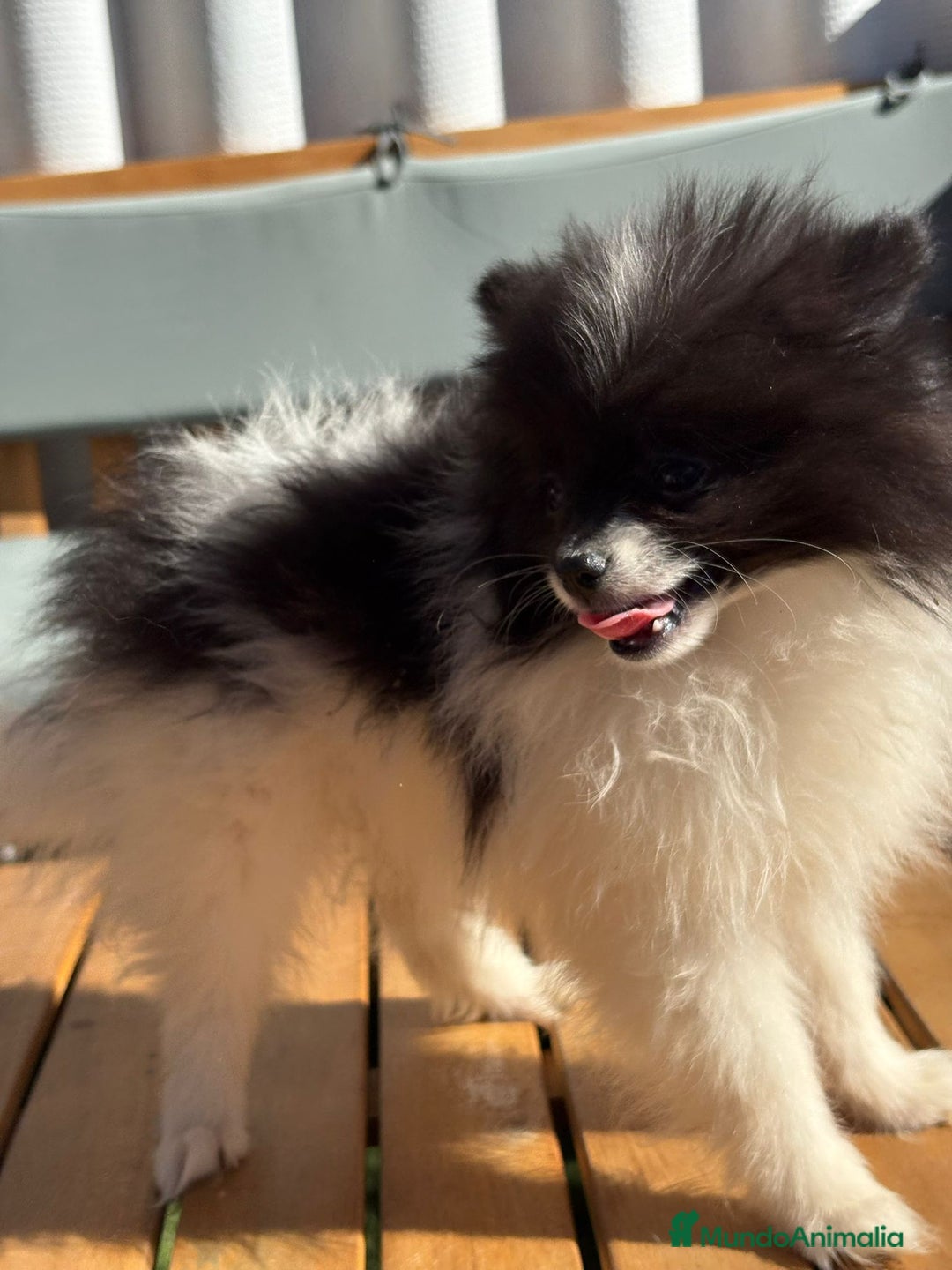 Pomerania perros en venta: Lulu pomerania MICRO  - Imagen 1