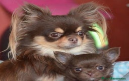 Chihuahua perros en venta: ⚜️Chihuahua merle hembra ⚜️🐾 - Imagen 5