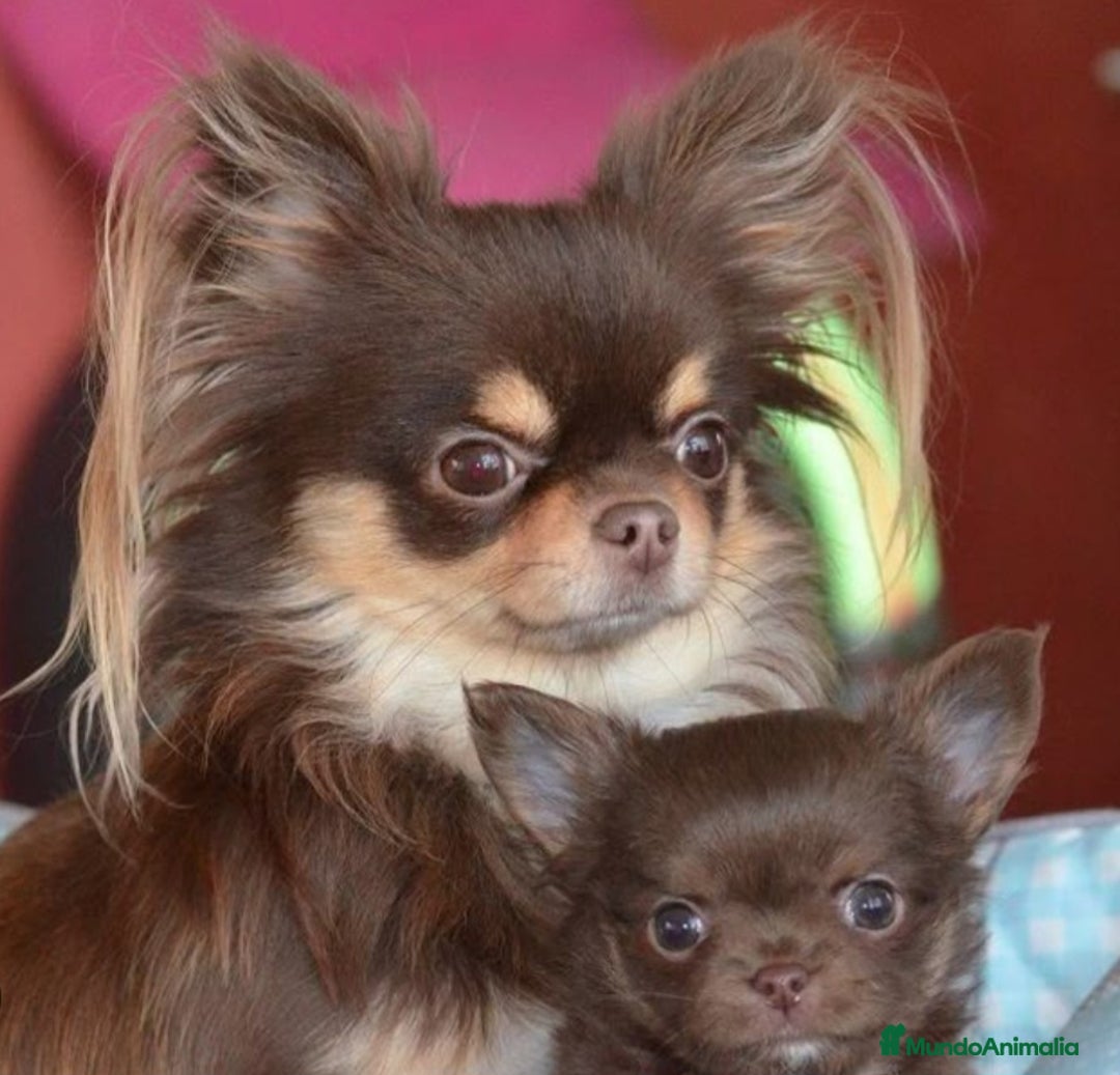 Chihuahua perros en venta: ⚜️Chihuahua merle hembra ⚜️🐾 - Imagen 5