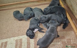Staffordshire Bull Terrier perros en venta: Staffordshire bull terrier Blue - Imagen 4