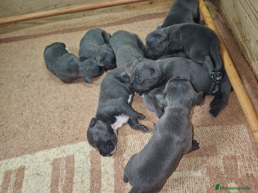 Staffordshire Bull Terrier perros en venta: Staffordshire bull terrier Blue - Imagen 4