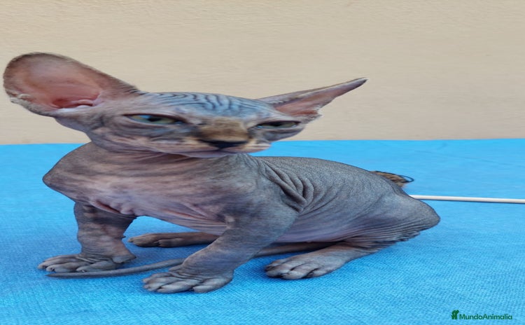 Sphynx gatos - Propaganda 4