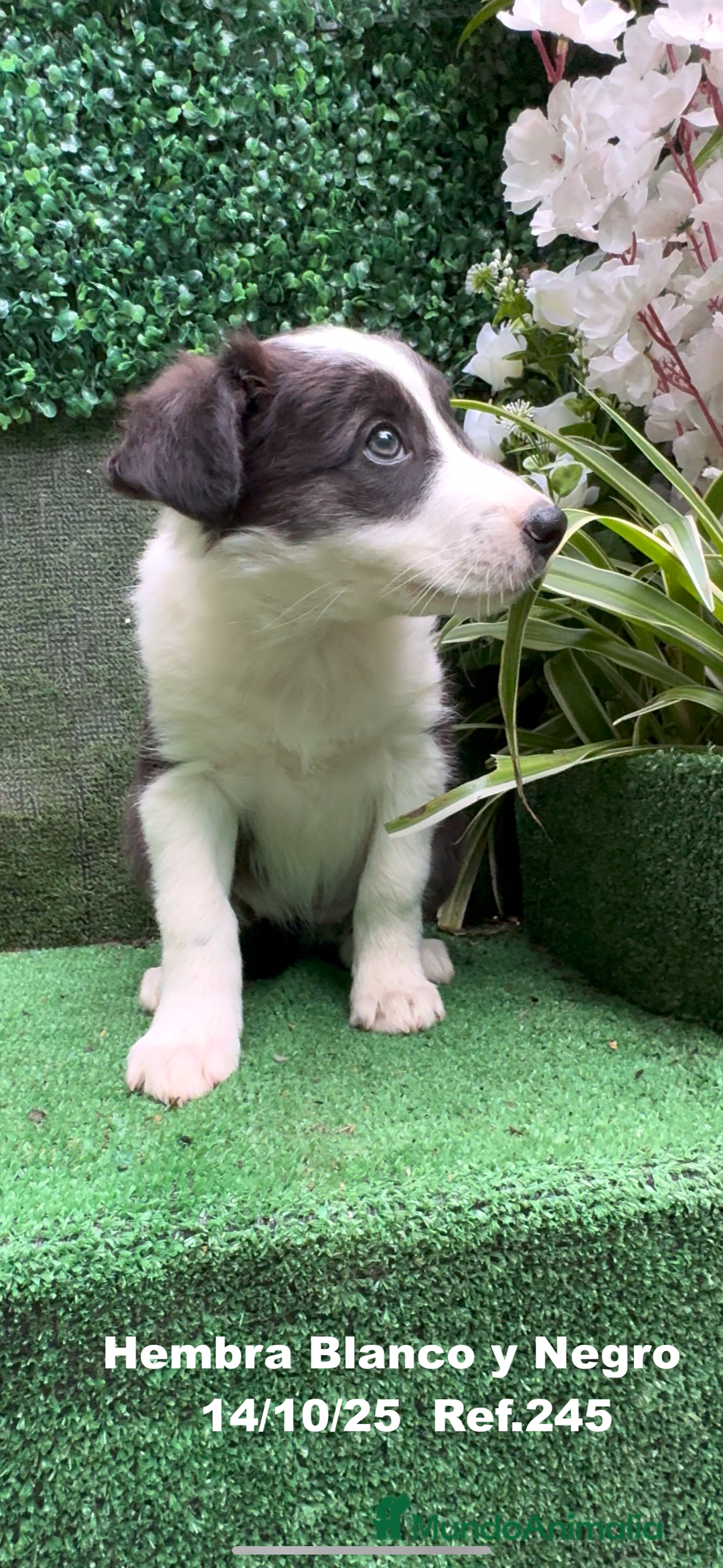 Border Collie perros en venta: Border Collie De Villa Biznaga - Anuncio 32