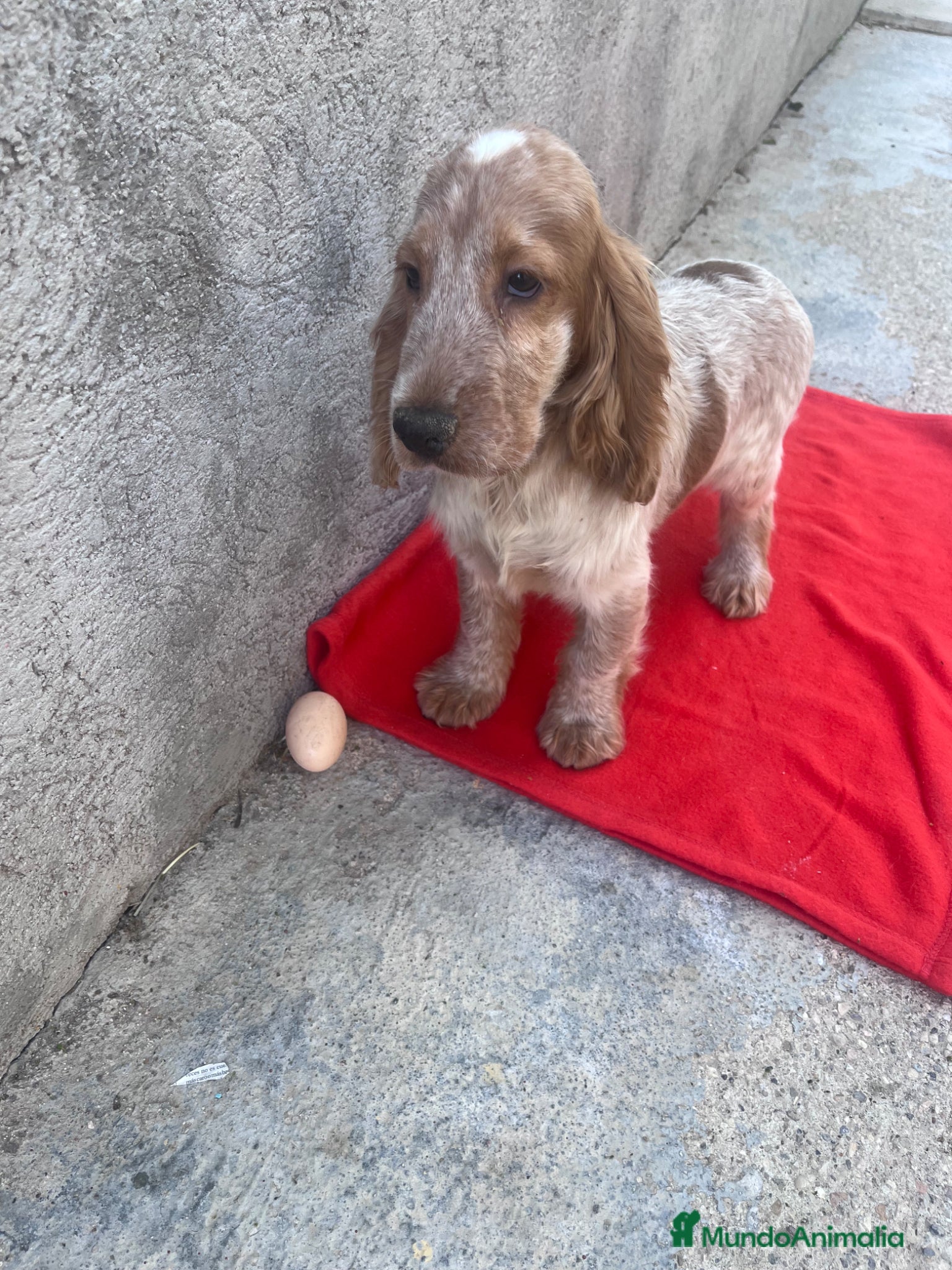 Cocker Spaniel Inglés perros OPORTUNIDAD. PRECIOSO COCKER  - Anuncio 1