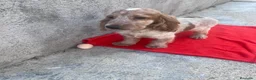 Cocker Spaniel Inglés perros en venta: OPORTUNIDAD. PRECIOSO COCKER  - Anuncio 1