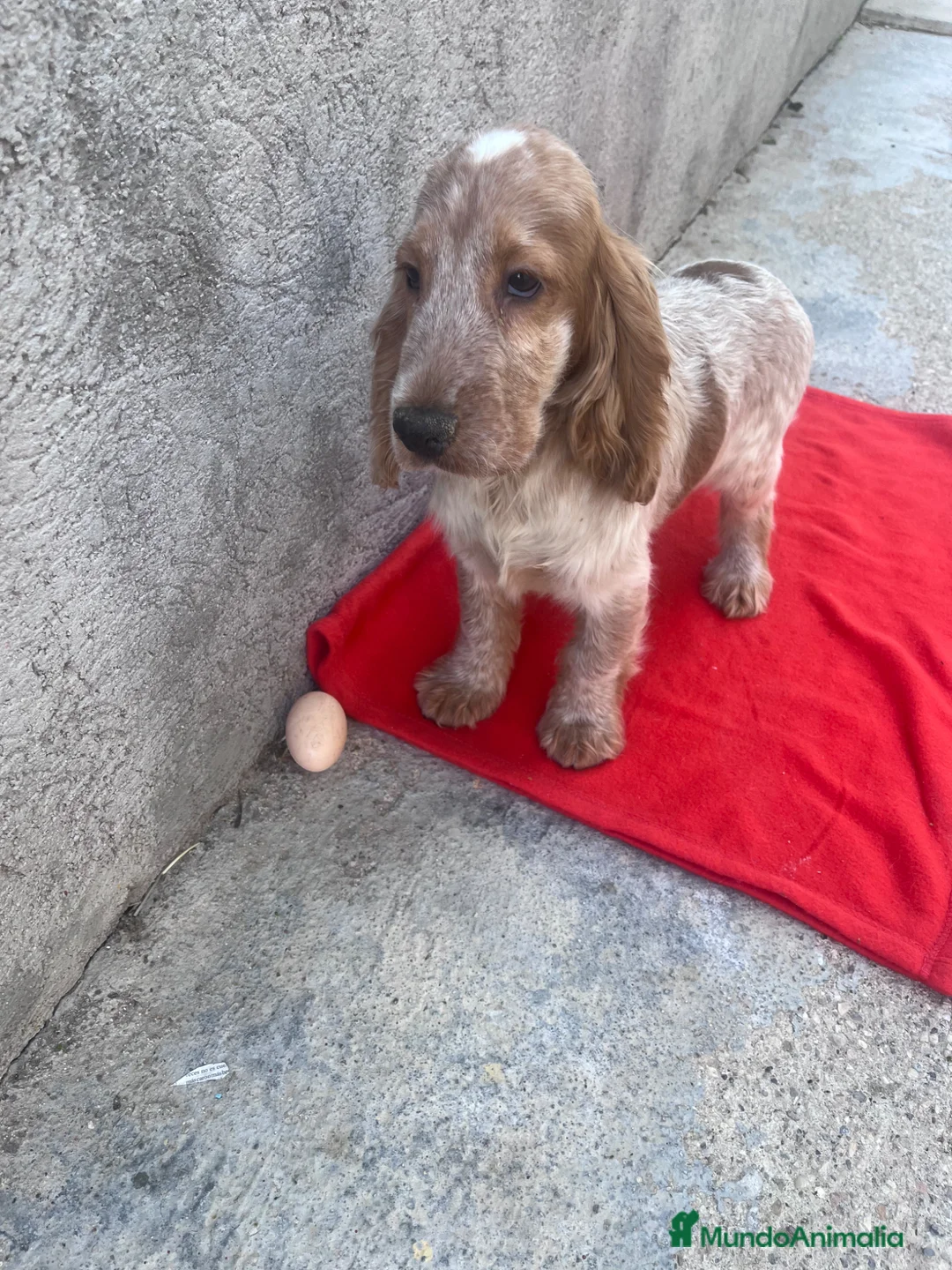 Cocker Spaniel Inglés perros en venta: OPORTUNIDAD. PRECIOSO COCKER  - Anuncio 1