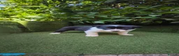 Border Collie perros en venta: border collie blue merle y blanco y negro - Anuncio 22