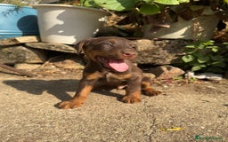 Otras razas perros en venta: Jack terrier chocolate  - Imagen 2