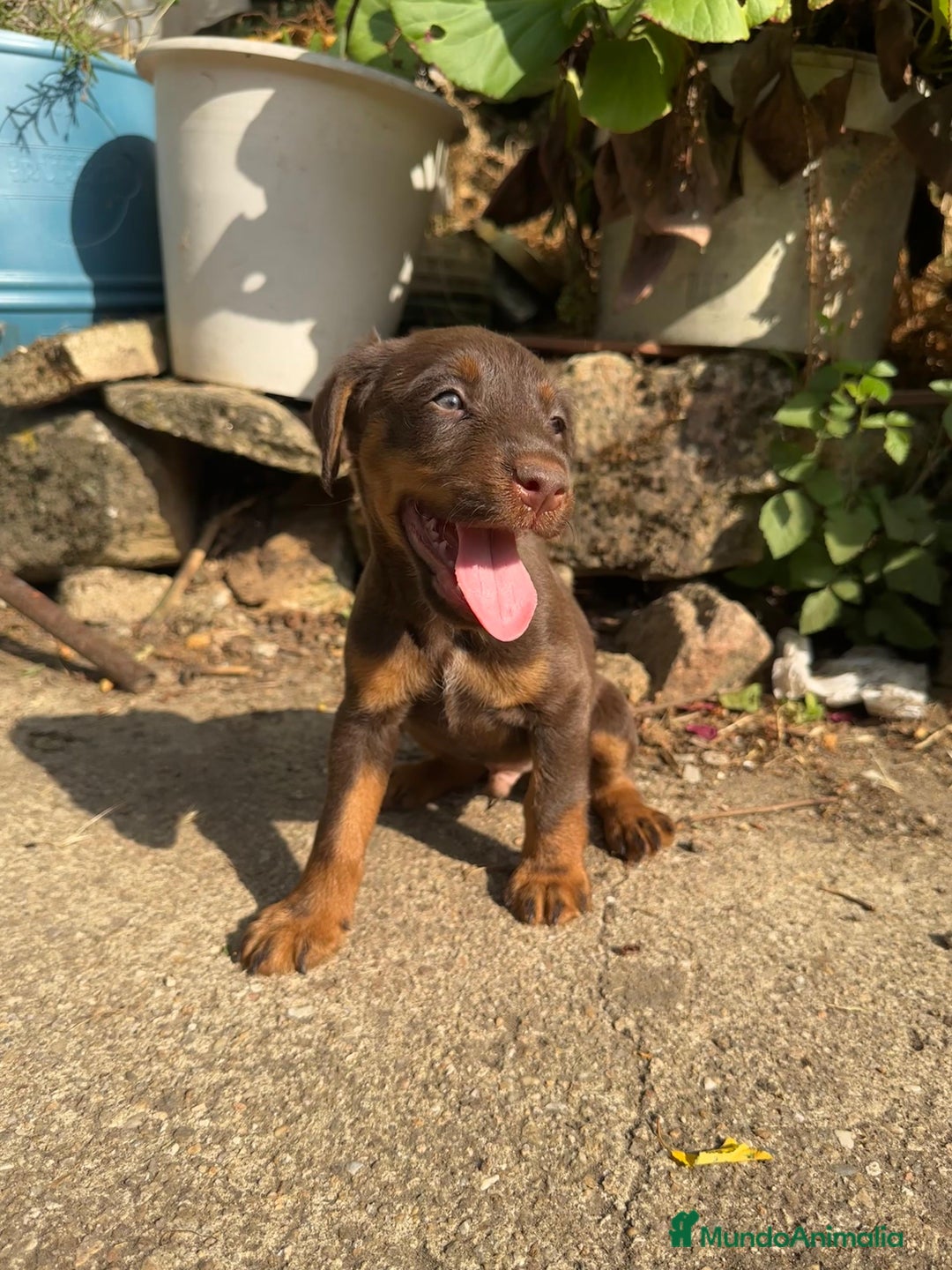 Otras razas perros en venta: Jack terrier chocolate  - Imagen 2