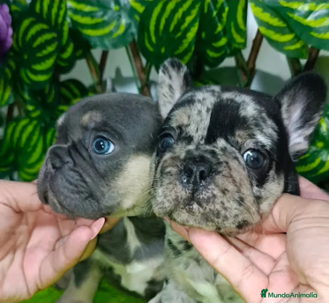 Bulldog Francés perros en venta: Bulldog francés  - Anuncio 2