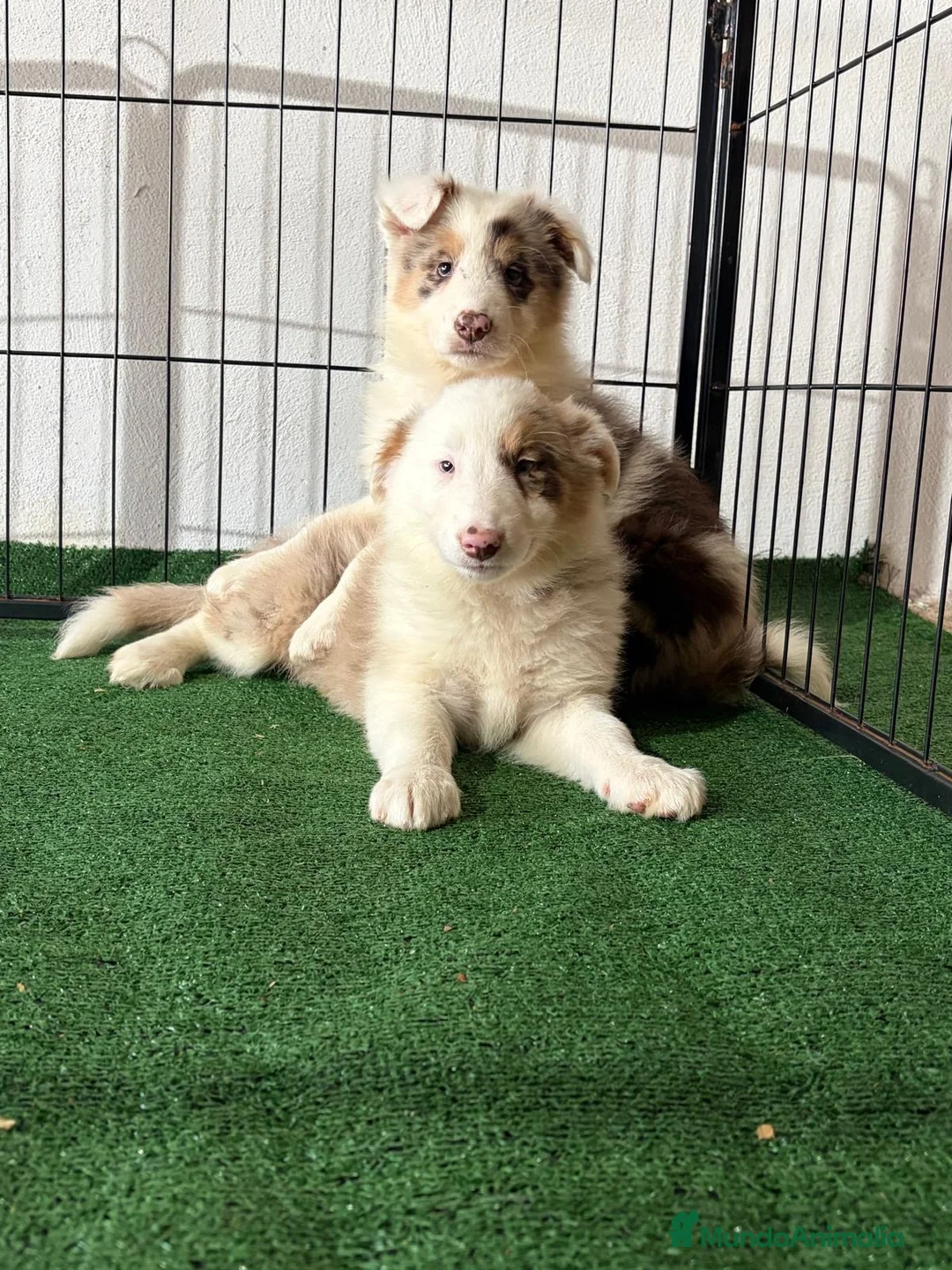 Border Collie perros en venta: Border collie - Anuncio 7
