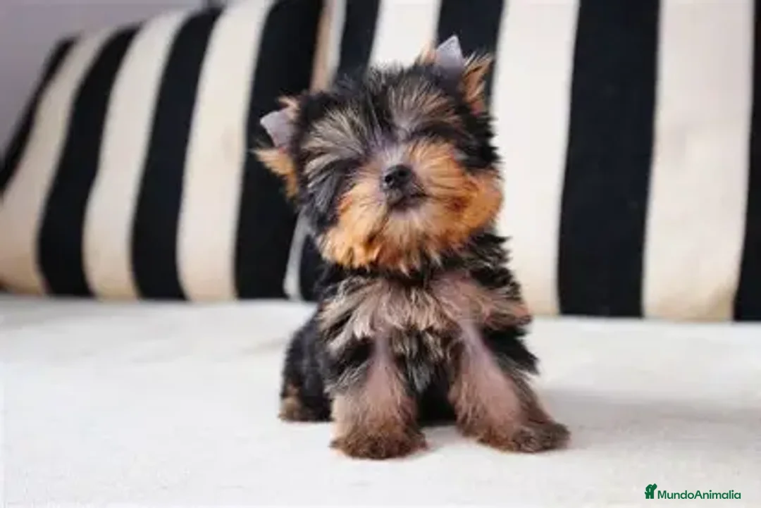Yorkshire Terrier perros en venta: CACHORRO YORKSHIRE TOY – MACHO - Anuncio 1