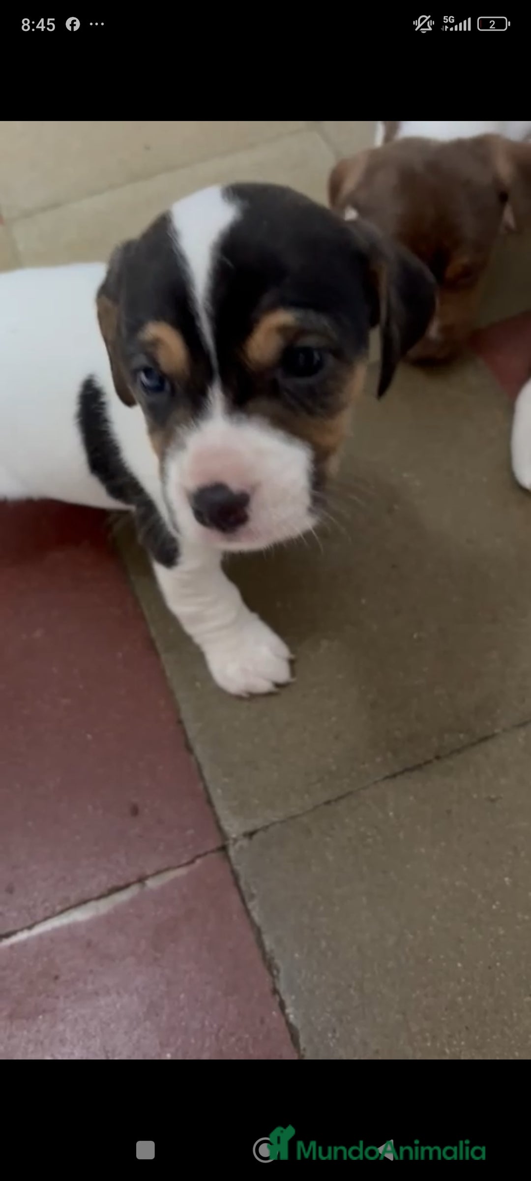 Jack Russell Terrier perros en venta: Jack Russell  - Anuncio 1