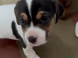 Jack Russell Terrier perros Jack Russell - Anuncio 2