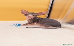 Sphynx gatos en venta: Preciosa hembrita tabby  - Imagen 2