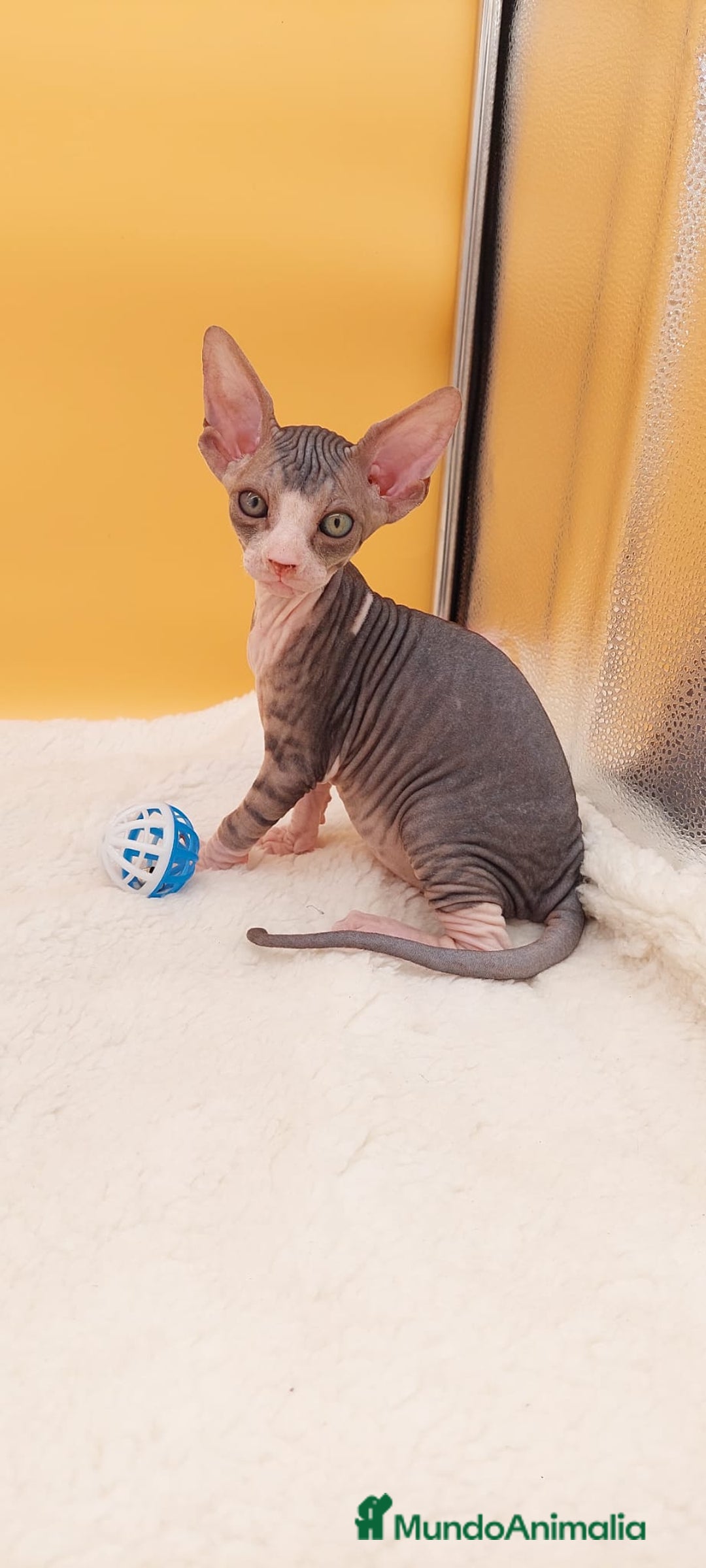 Sphynx gatos en venta: Preciosa hembrita tabby  - Imagen 2