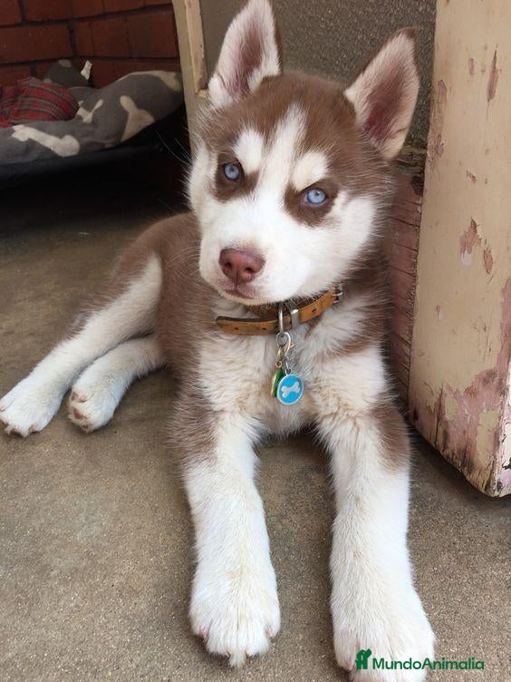 Husky Siberiano perros Cachorritos husky siberiano - Anuncio 1