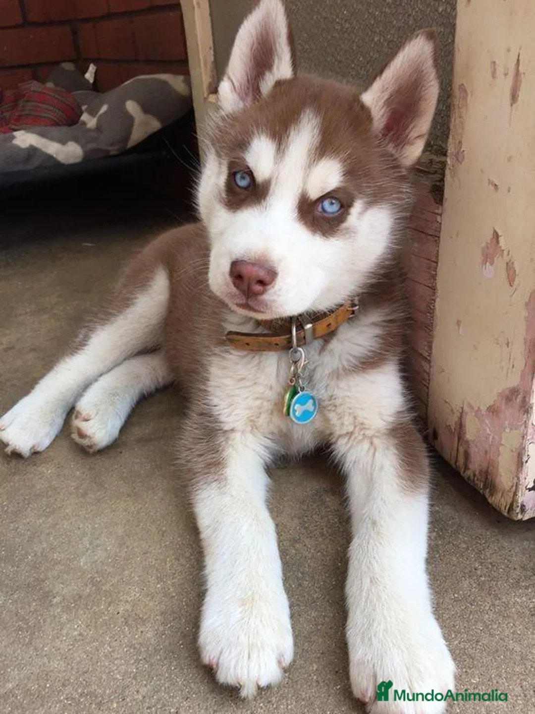 Husky Siberiano perros en venta: Cachorritos husky siberiano - Anuncio 1