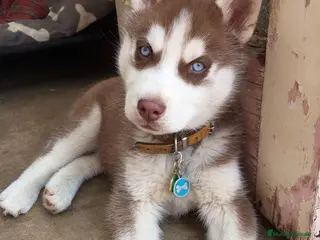 Husky Siberiano perros Cachorritos husky siberiano - Anuncio 1