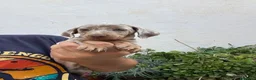 Teckel perros en venta: Cachorros de Teckel Kaninchen y Miniatura  - Anuncio 3