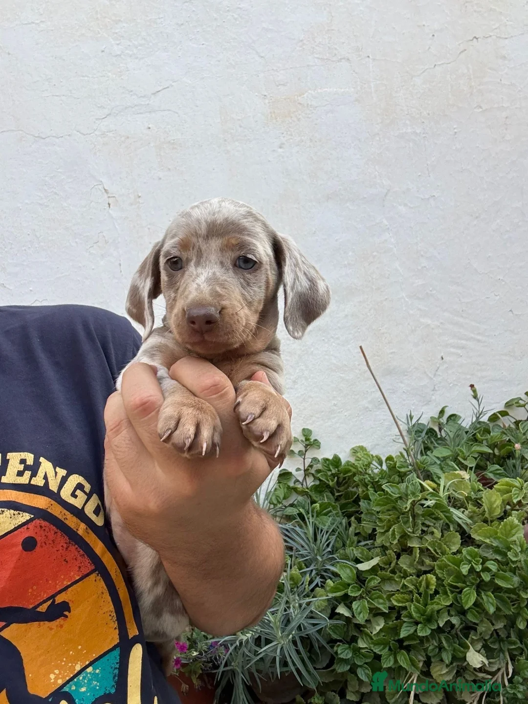 Teckel perros en venta: Cachorros de Teckel Kaninchen y Miniatura  - Anuncio 3