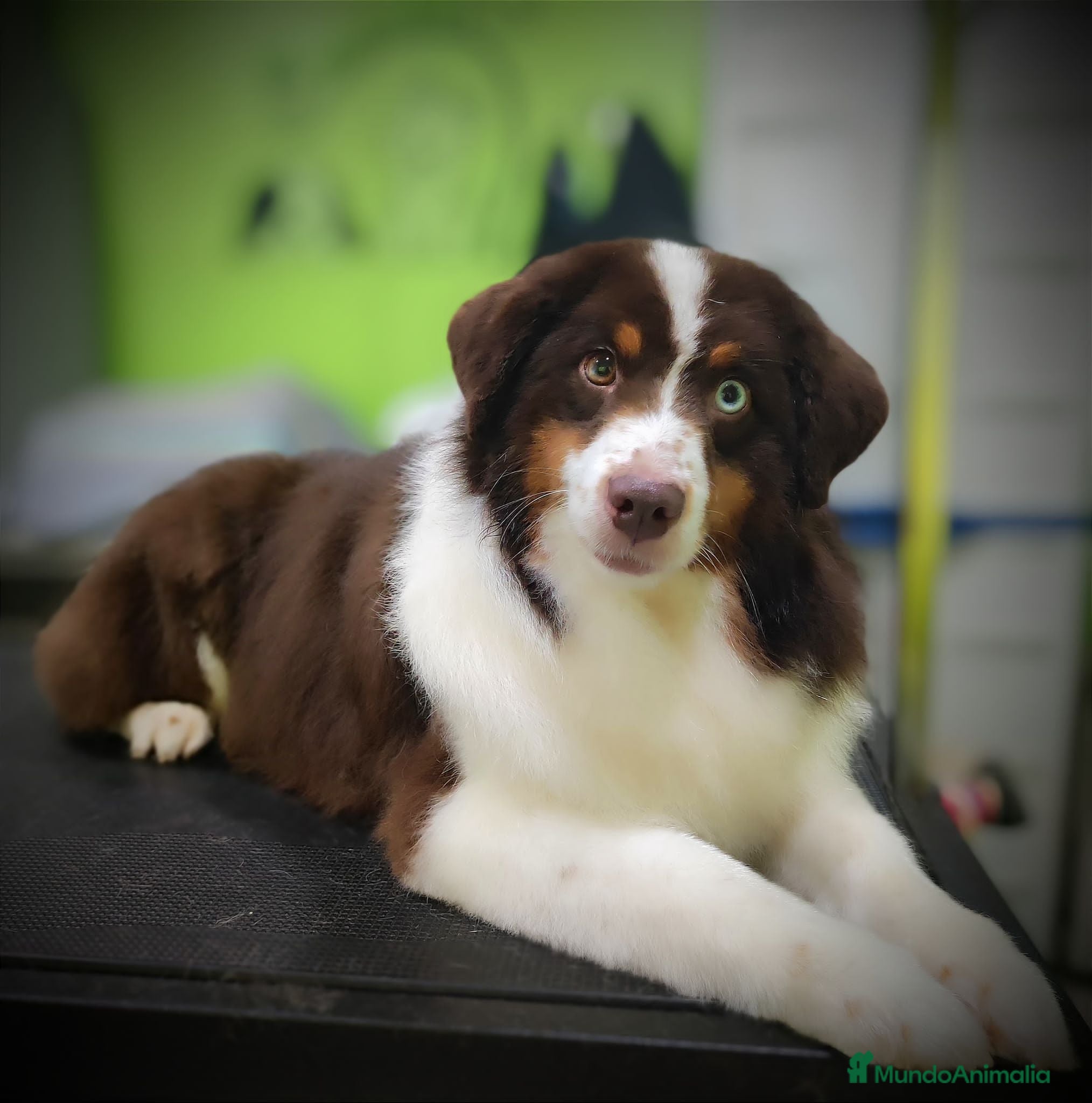 Pastor Miniatura Americano perros Cachorros pastor miniatura americano  - Anuncio 19