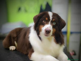 Pastor Miniatura Americano perros Cachorros pastor miniatura americano - Anuncio 9