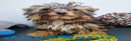 Yorkshire Terrier perros en venta: Yorkshire Macho 7519 - AQUANATURA en Barcelona - Anuncio 3