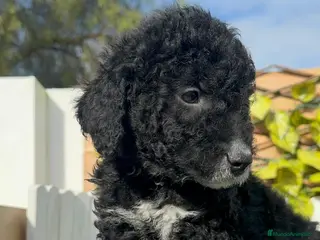 Perro de Agua Español perros PERRO DE AGUA DISPONIBLE - Anuncio 1