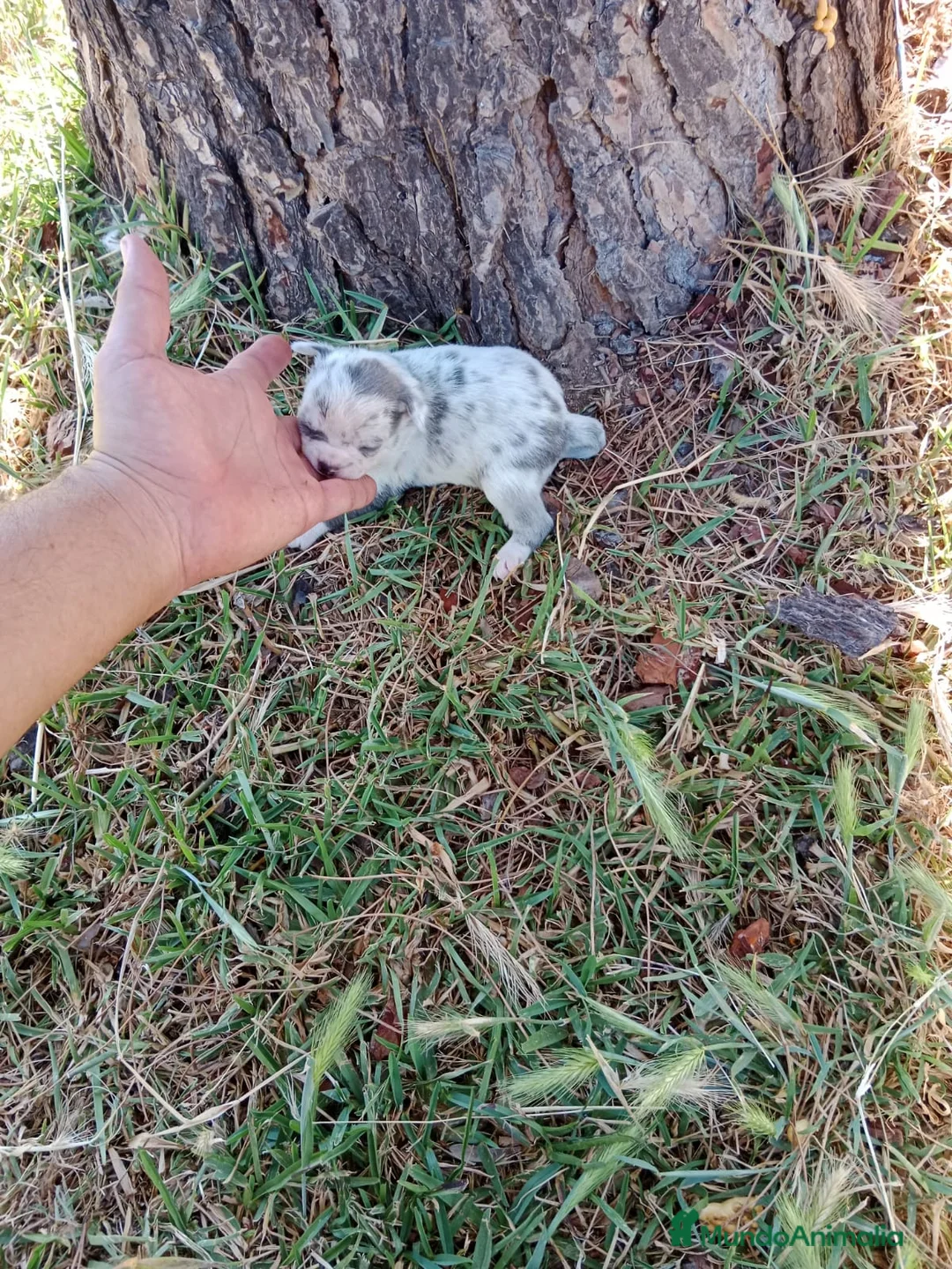 Chihuahua perros en venta: PRECIOSOS CHIHUAHUA RUSO Y ASIÁTICO   - Anuncio 2