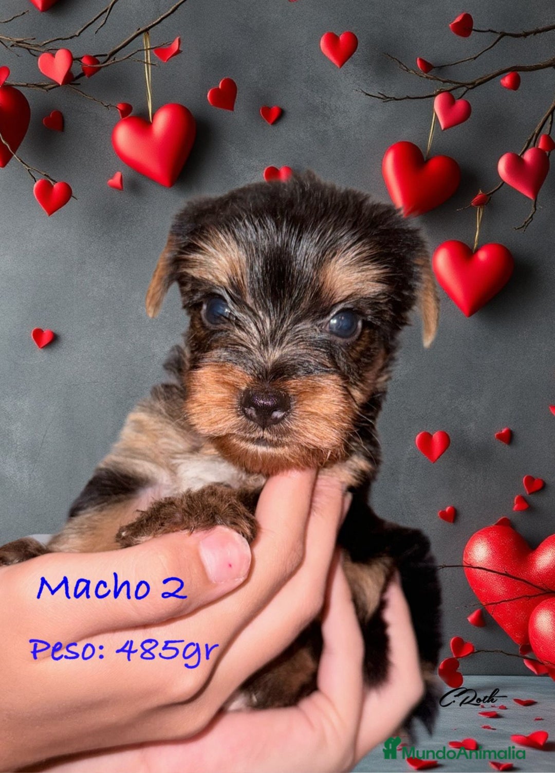 Yorkshire Terrier perros en venta: Yorkshire  - Imagen 6